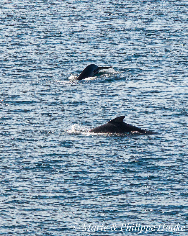 Globicephale 1635.jpg - Globicéphales durant la traversée en ferry de Lodingen à Bognes (Vestfjorden, Norvège, juin 2012)